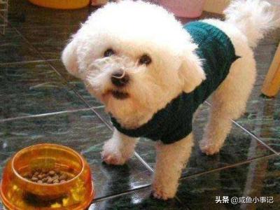 比熊狗狗拉肚子呕吐:我家狗狗经常呕吐拉稀，狗狗肠胃不好有哪些原因？
