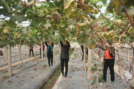 露天葡萄种植技术大全:葡萄种植中，行距、密度该如何确定？