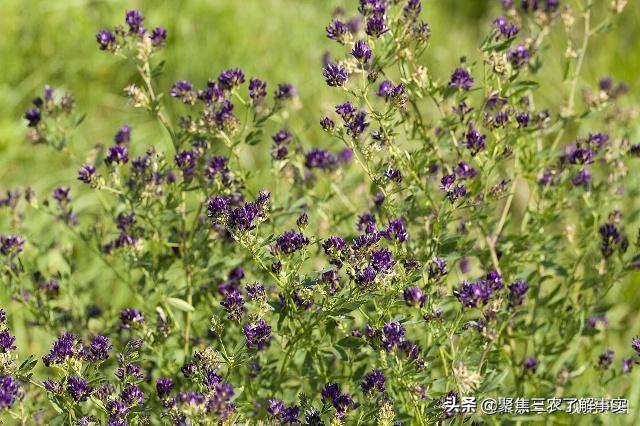 紫花苜蓿草保护价:养牛全部买草料喂成本大吗？