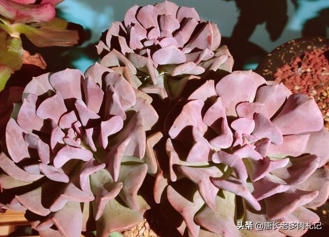 薄雪万年草:黄金万年草如何才能养到爆盆？