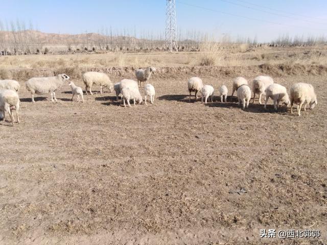 红腹锦鸡养殖前景愁卖:打算在老家投资蛋鸡养殖，前景怎样？