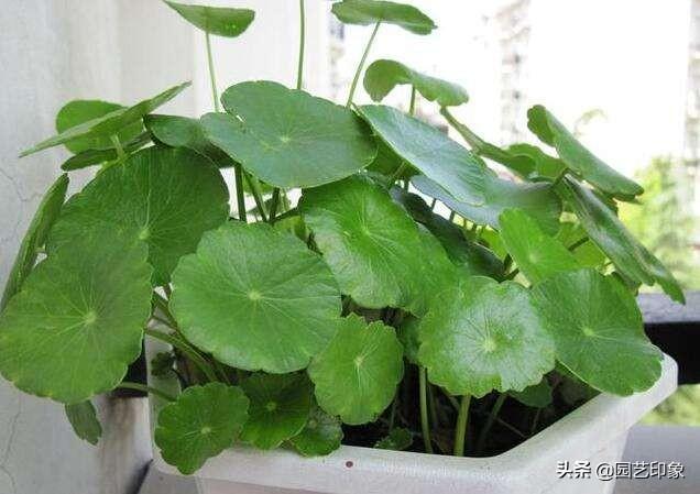 小型观花植物:家里空间小有什么适合养的植物？