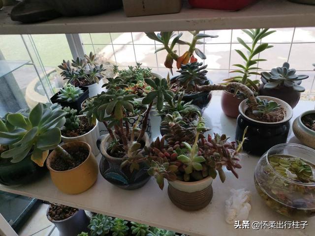 冰灯玉露价格:不同品种的多肉植物价格也不同，哪个品种最贵？