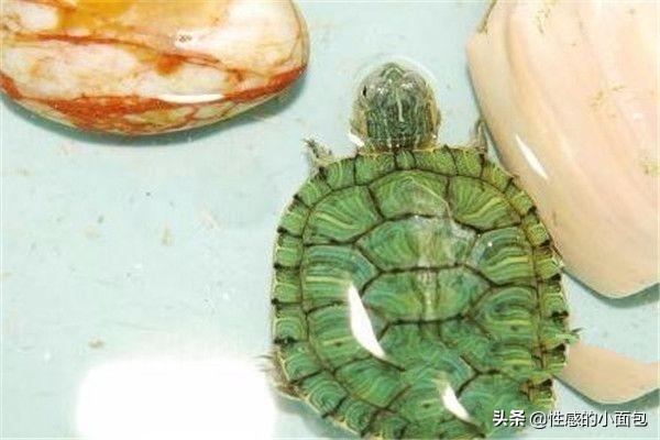 给小乌龟吃什么:怎么养乌龟，乌龟喜欢吃什么？