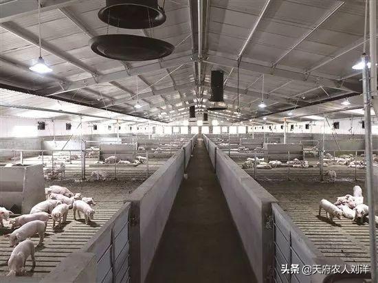 猪钩端螺旋体病首选药物:氟苯尼考打了以后猪拉稀正常吗？