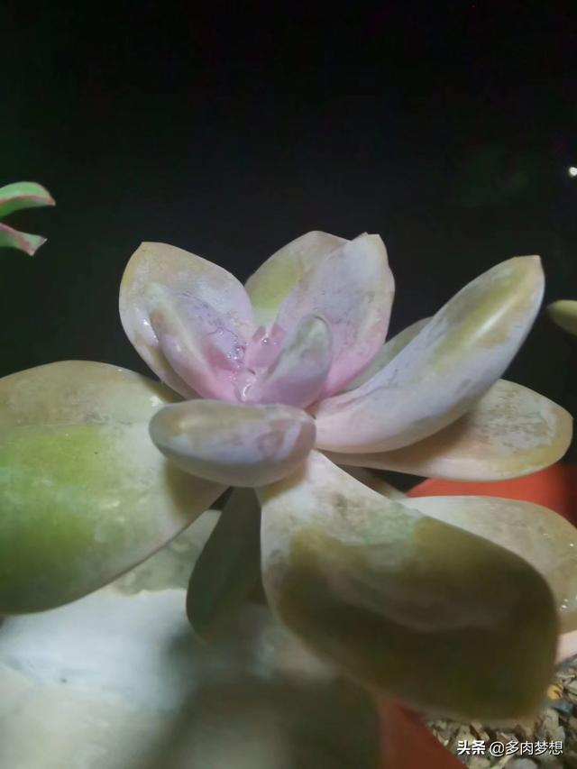 姬玉露徒长:冰灯玉露刚服盆，可以闷养吗？