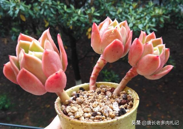 多肉大和锦根能长多粗:多肉植物金辉和三色堇容易出状态变色吗？