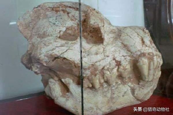 美国藏獒之父:藏獒的祖先也是狼吗？如何驯服的？