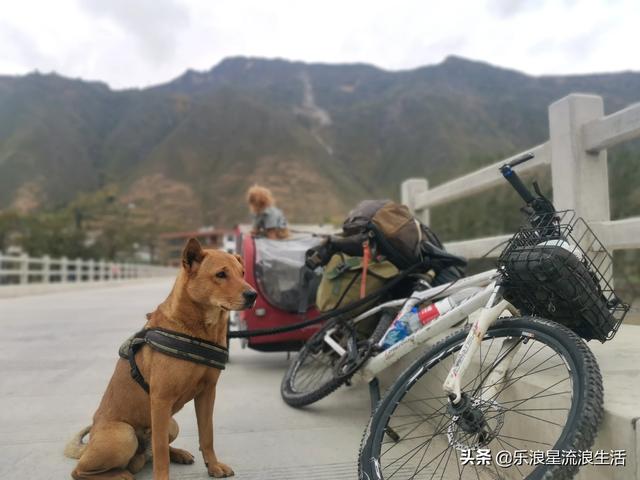 那种狗找山龟最好:旅游路上有条什么样的小狗陪伴合适？