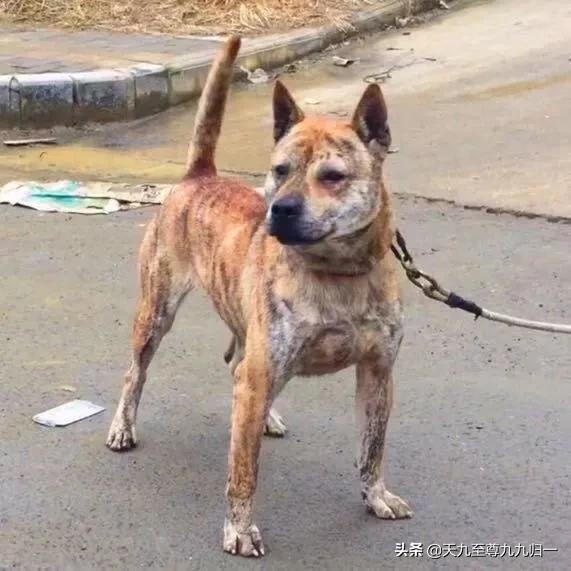 头条问答 虎斑犬现在属于比较少的一种犬吗 哪里有卖 爱吹牛的狗狗的回答 0赞