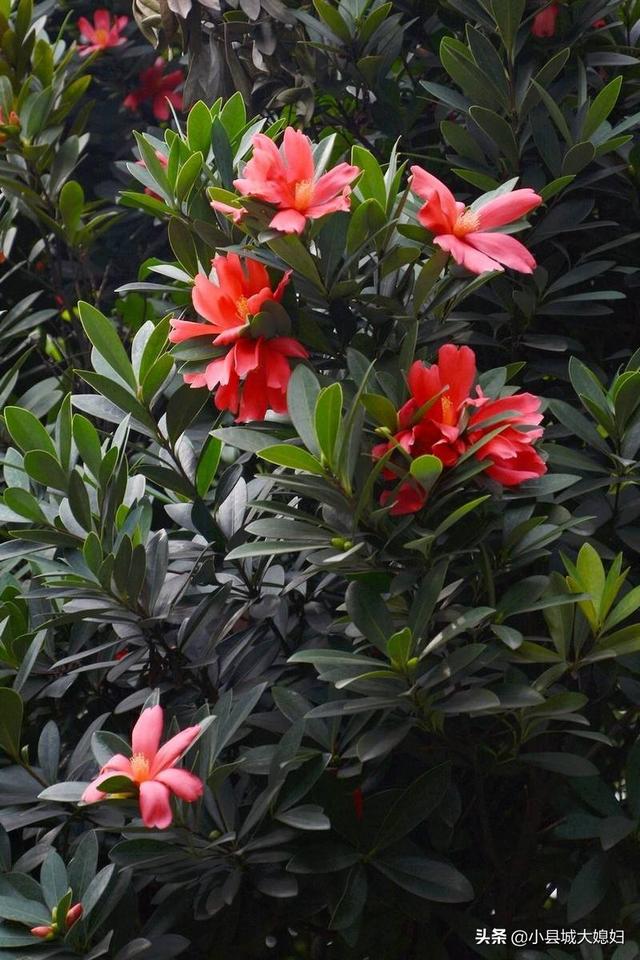 网上买的杜鹃花有毒吗:网上买的杜鹃花怎么栽 杜鹃花真的有毒吗？室内到底该不该种植杜鹃花？