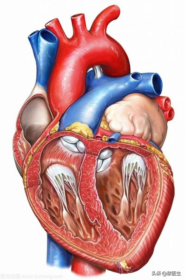 头条问答 - 人的心脏为什么会跳,而且是不停的跳,中医和西医如何解释