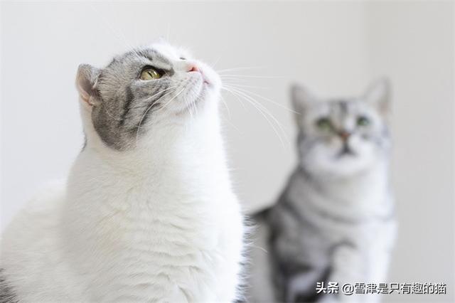 两只猫的二重奏:家里有两只猫，该如何相处？