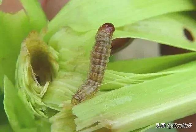 玉米地蚜虫怎么防治:玉米螟虫防治的最佳时机及方法？