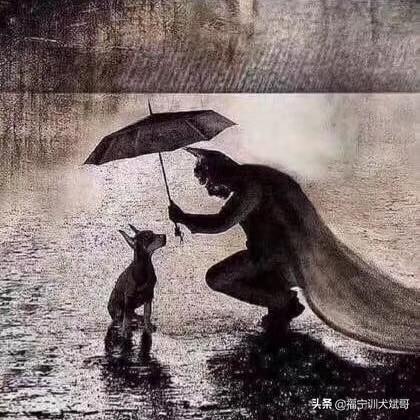 马犬训练:马犬怎么训？狗粮吸引不了它，自己到处嗅？