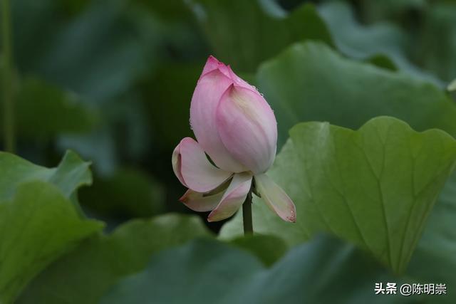 顾晴菲小时照片:张柏芝点赞王菲照片，她们两个人关系不错么？