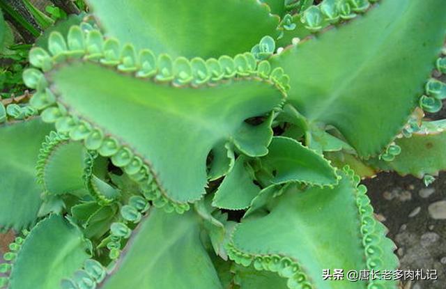 头条问答 落地生根植物喜阳还是喜阴 唐长老多肉札记的回答 0赞
