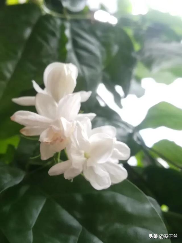 喜欢养花的朋友们,晒晒自己的花花草草欣赏一下可以吗？