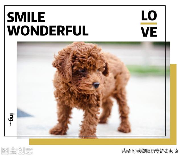 灵提狗狗怎么训练:训练灵缇犬的方法和技巧 泰迪犬入门训练哪些动作好？
