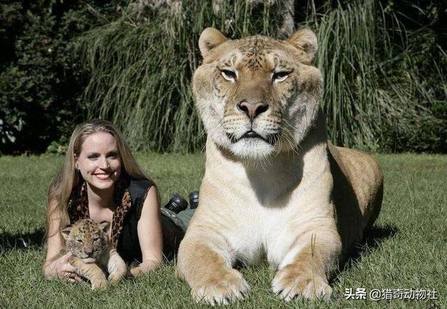 家里养的大鹅的祖先是什么动物:大雁与家鹅有生殖隔离吗？