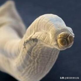 缩头鱼虱:寄生动物为什么一般具有强大的繁殖能力？