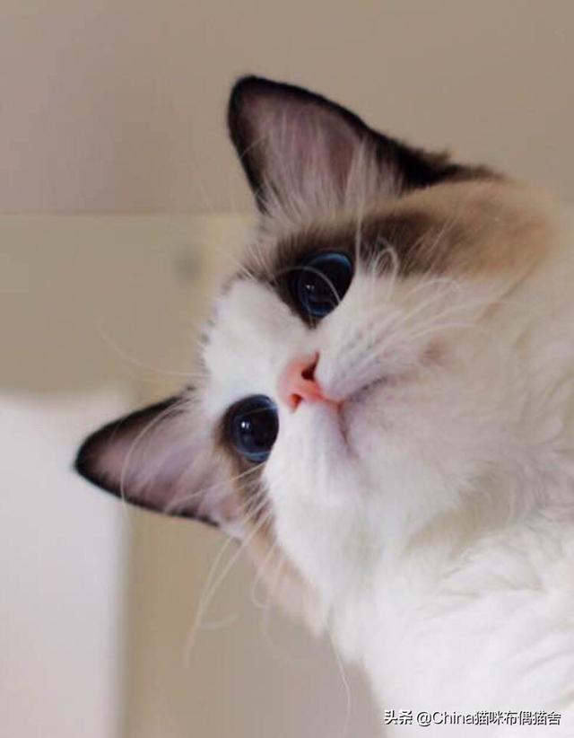 公猫割蛋蛋后,会影响发腮吗？