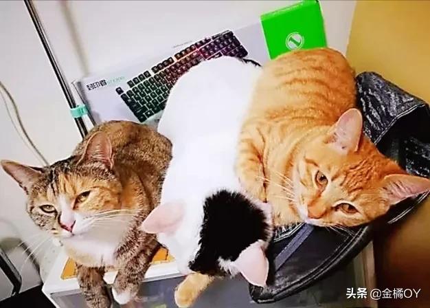 数学可爱的小猫ppt:简单又可爱的小猫的图片怎么画？