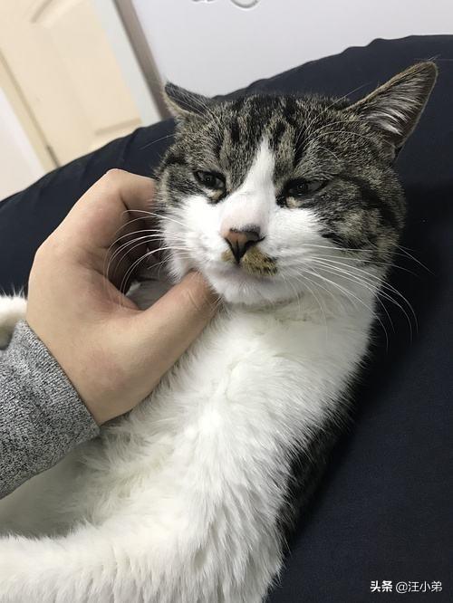 猫咪不乖by:家里的猫主子嫌弃伙食不好不吃饭，应该怎么办？