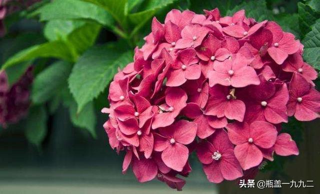 非洲堇养殖方法:花卉植物非洲堇需要用什么肥料？