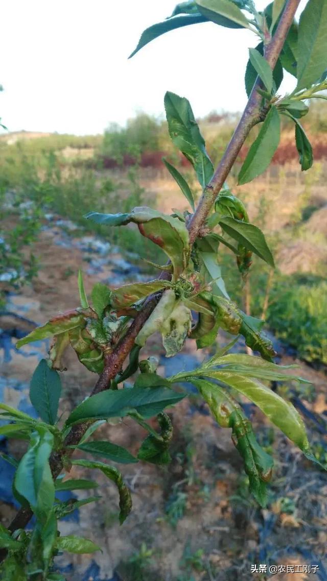 桃树叶的功效与作用,兔子，吃桃树叶子有什么好处？