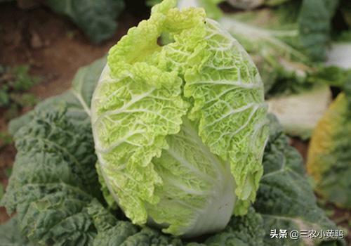 近期白天大约14度 晚上大约4度 大白菜还能长吗 头条问答