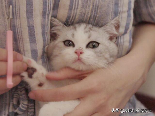 幼猫怎么养:怎样养好两个月的幼猫呢？