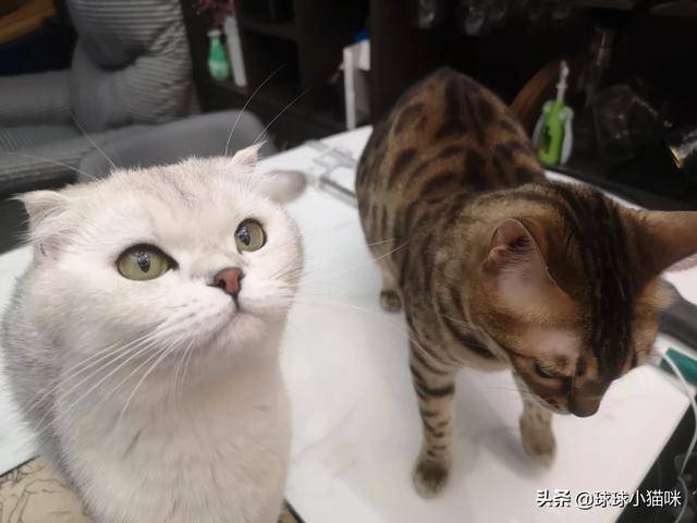 辅猫吧:家里人不让养猫了怎么办？