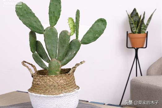 翡翠景天:翡翠景天的花语是什么 有哪些罕见、少见、稀有甚至贵到逆天的多肉？