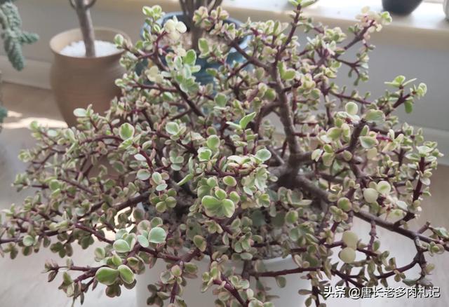 多肉锦化图片王玉珠帘:小雅乐之舞用小盆养好吗？要注意什么？