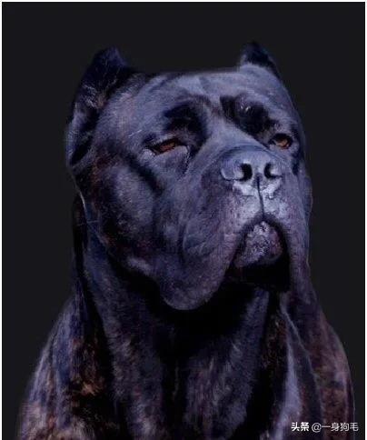 卡斯罗猛犬打架:两个卡斯罗幼犬一个二十斤一个十三斤，要不要分开喂养？