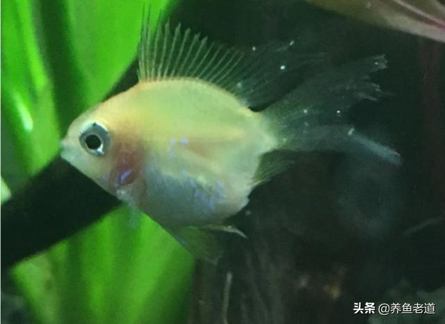 观赏鱼的图片:买回来的兰寿金鱼才几天，一个个东倒西歪的怎么回事？ 观赏鱼的图片及价格