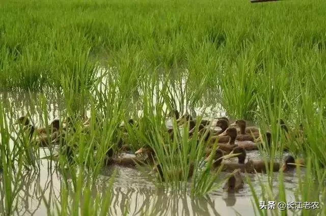 养鸭子吃什么饲料:养鸭子用什么饲料最好 喂鸭子是小麦好还是稻谷好？