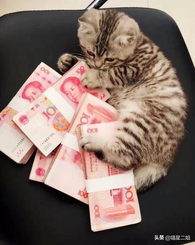 eweita猫粮配比:自制猫饭比猫粮好吗？可以给猫吃自制猫饭吗？