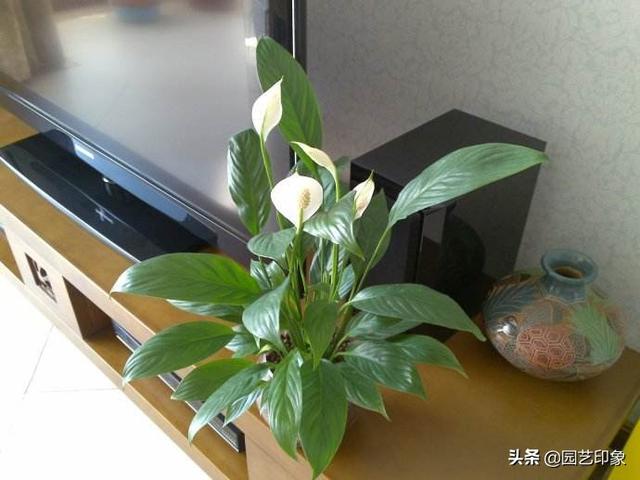 一帆风顺怎么养:水培一帆风顺怎么养才茂盛？
