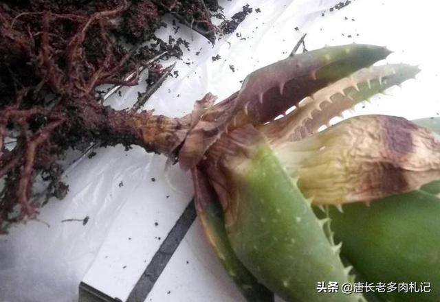 中国芦荟的图片大全集:新移栽芦荟怎么判断成活？