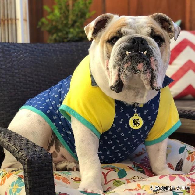 波士顿梗犬和法斗串:有哪些适合家养的中型狗狗？