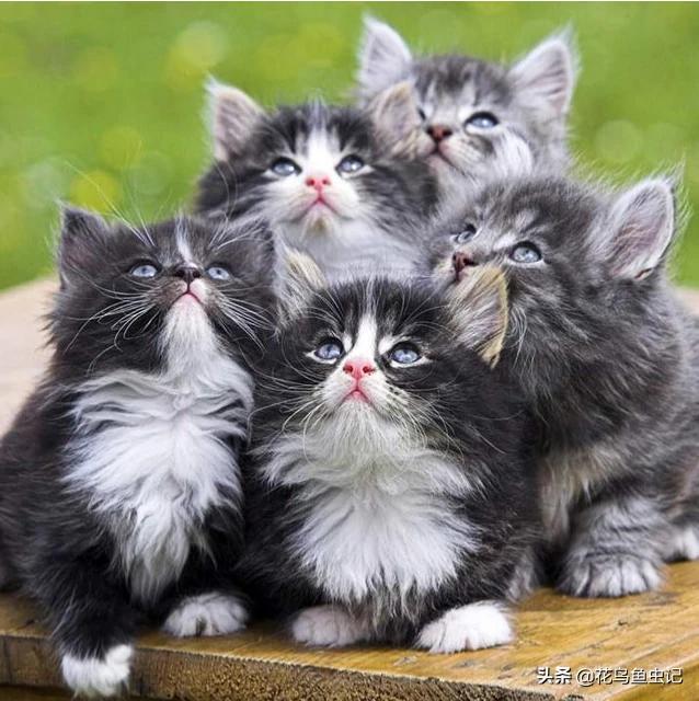 猫咪怀孕多久能检查出来:如果猫咪怀孕了，能看出来吗？
