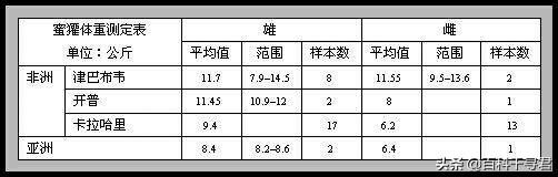 蜜獾和袋獾哪个厉害:袋獾和蜜獾大战的视频 蜜獾与袋獾谁厉害？为何？