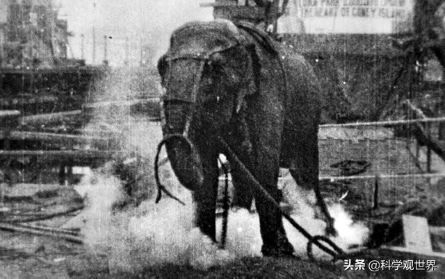 波利特:尼古拉特斯拉和通古斯大爆炸两者之间，真的有联系吗？