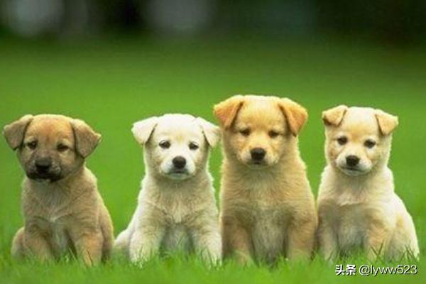 给宠物狗起名字:有什么好听的狗狗名字呢？ 宠物狗的名字有哪些