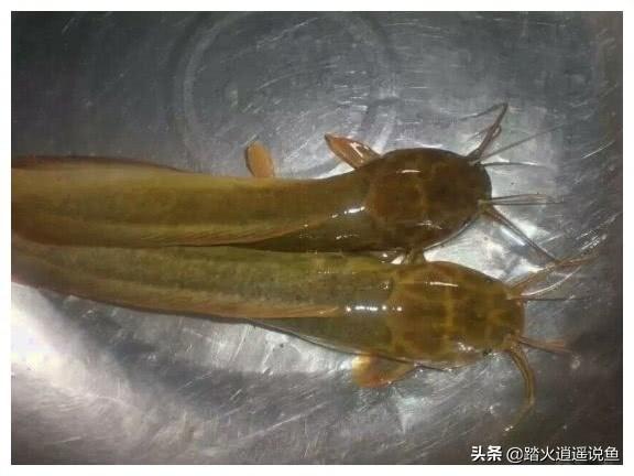 老爷蛙缺钙可以调养回来吗:老爷树蛙缺钙怎么治疗 如果有肾结石，该如何补钙？