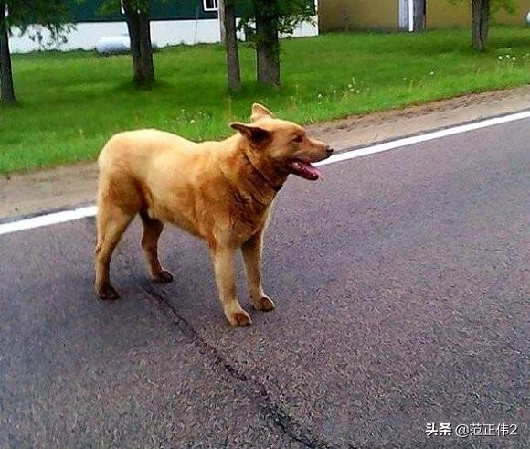 全世界最忧伤的狗狗:有些流浪狗的生活是否曾经使您的心情感到异常难受和沉重？