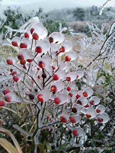 上联竹本无心奈何节外生枝如何对下联