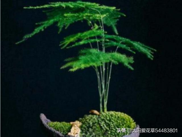 薄雪万年草 夏天:夏天家庭养花，有哪些要点特别需要注意？